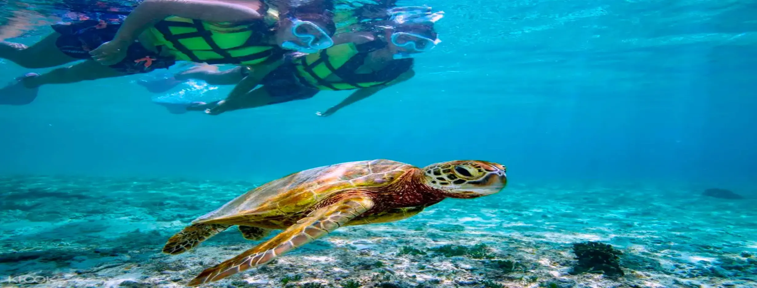 Image for Snorkel with Turtles
